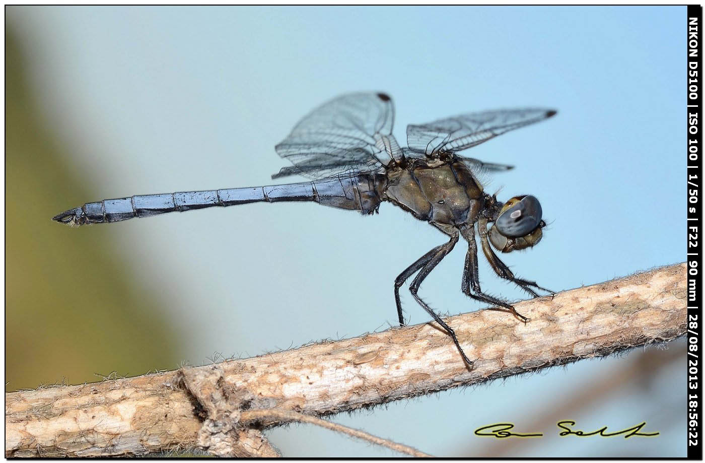 Orthetrum coerulescens anceps
