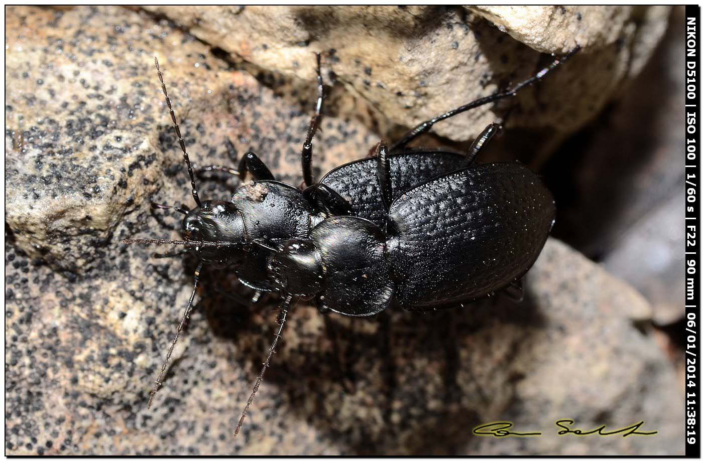 Carabidae, Licinus punctatulus ♂♀