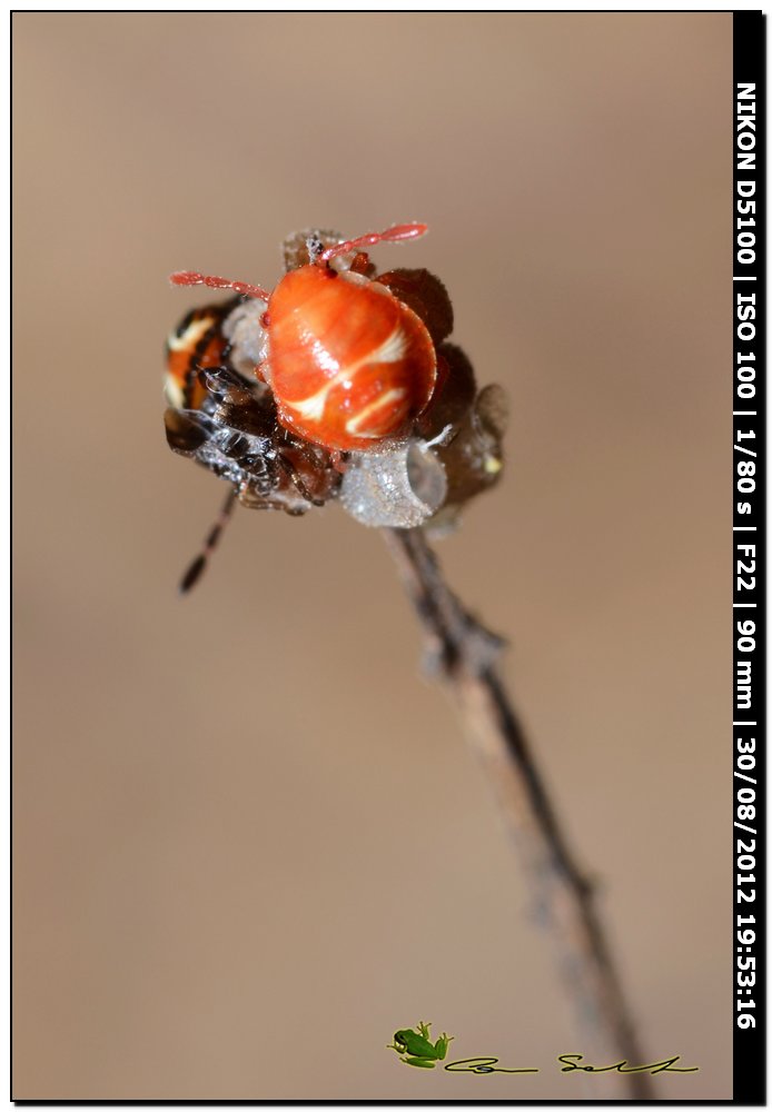 Eurydema ornata, ninfe, No, Carpocoris sp.