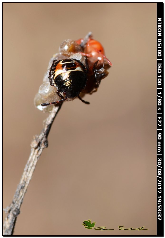 Eurydema ornata, ninfe, No, Carpocoris sp.