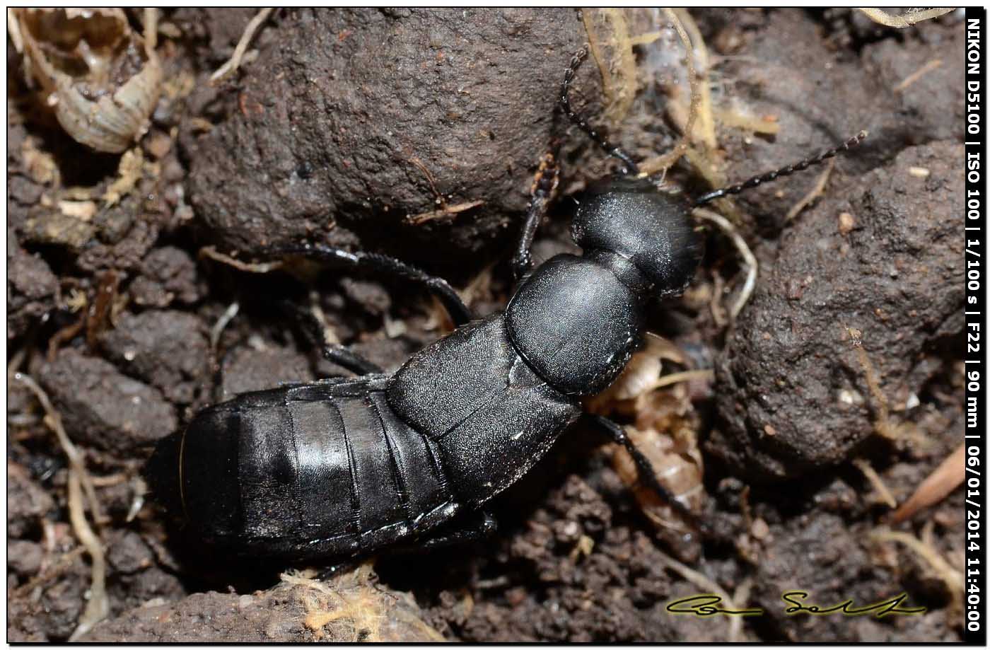 Ocypus olens, Staphylinidae