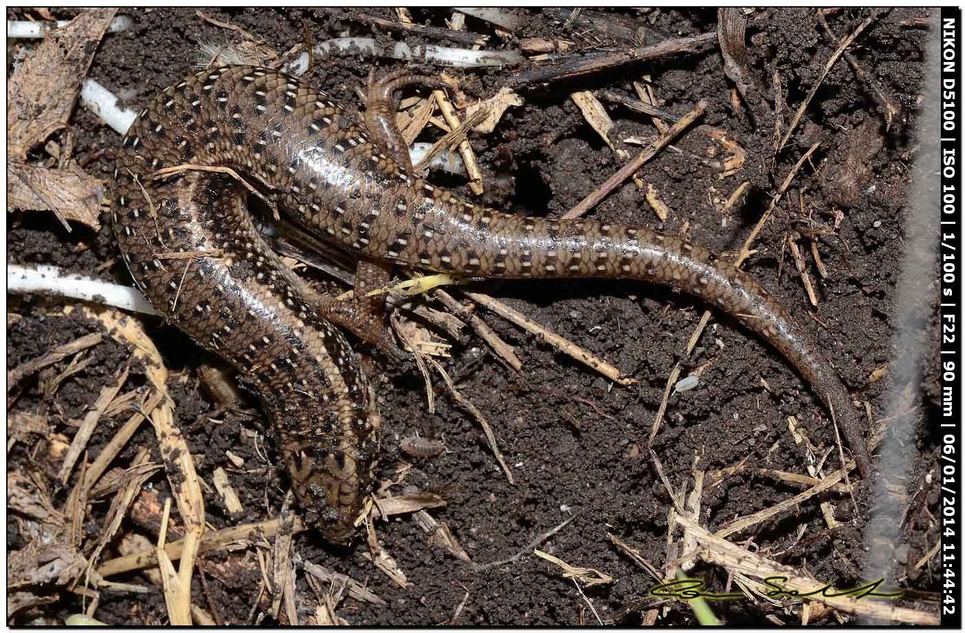Chalcides ocellatus, Scincidae