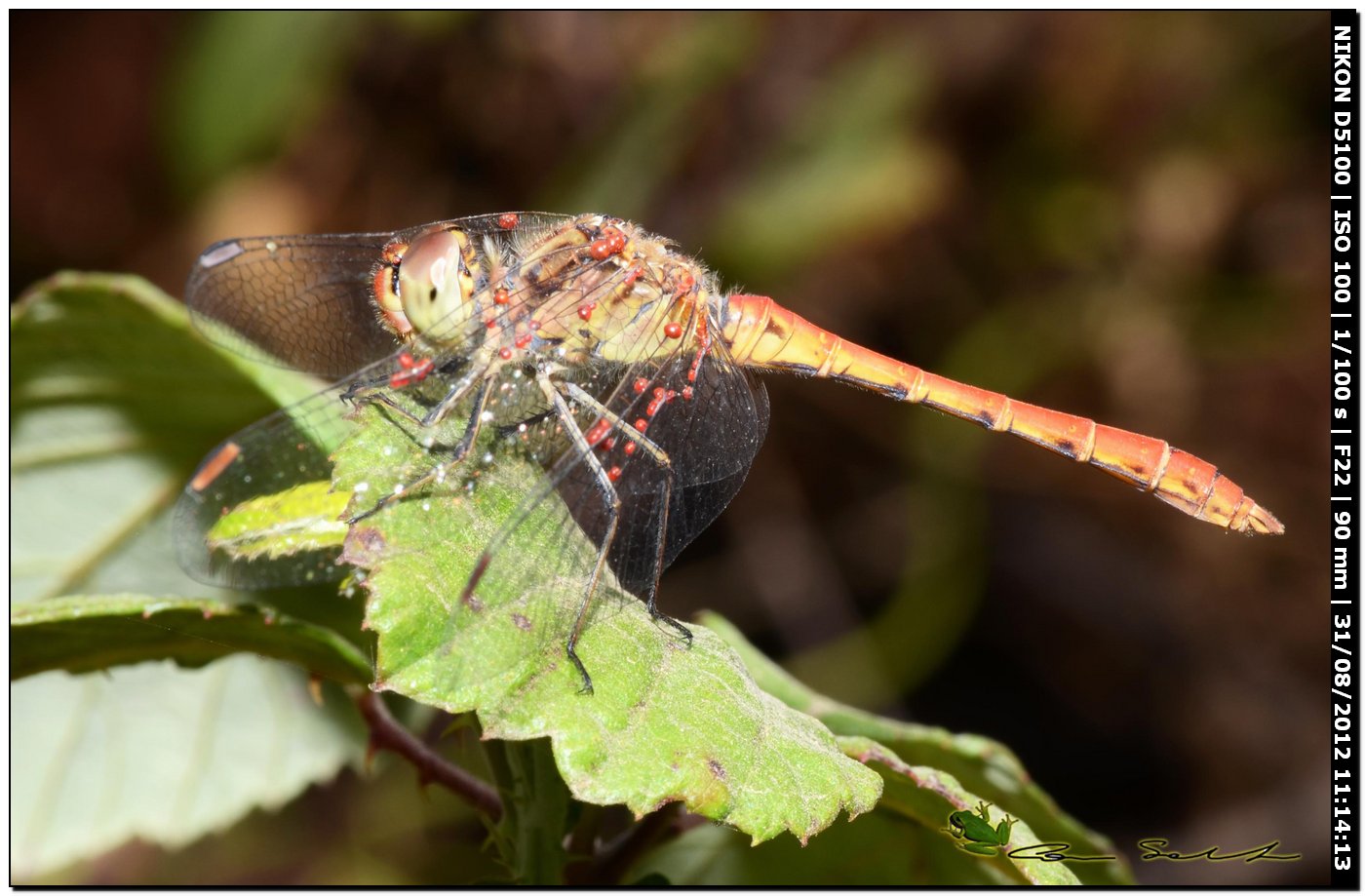 Sympetrum meridionale? iperparassitato