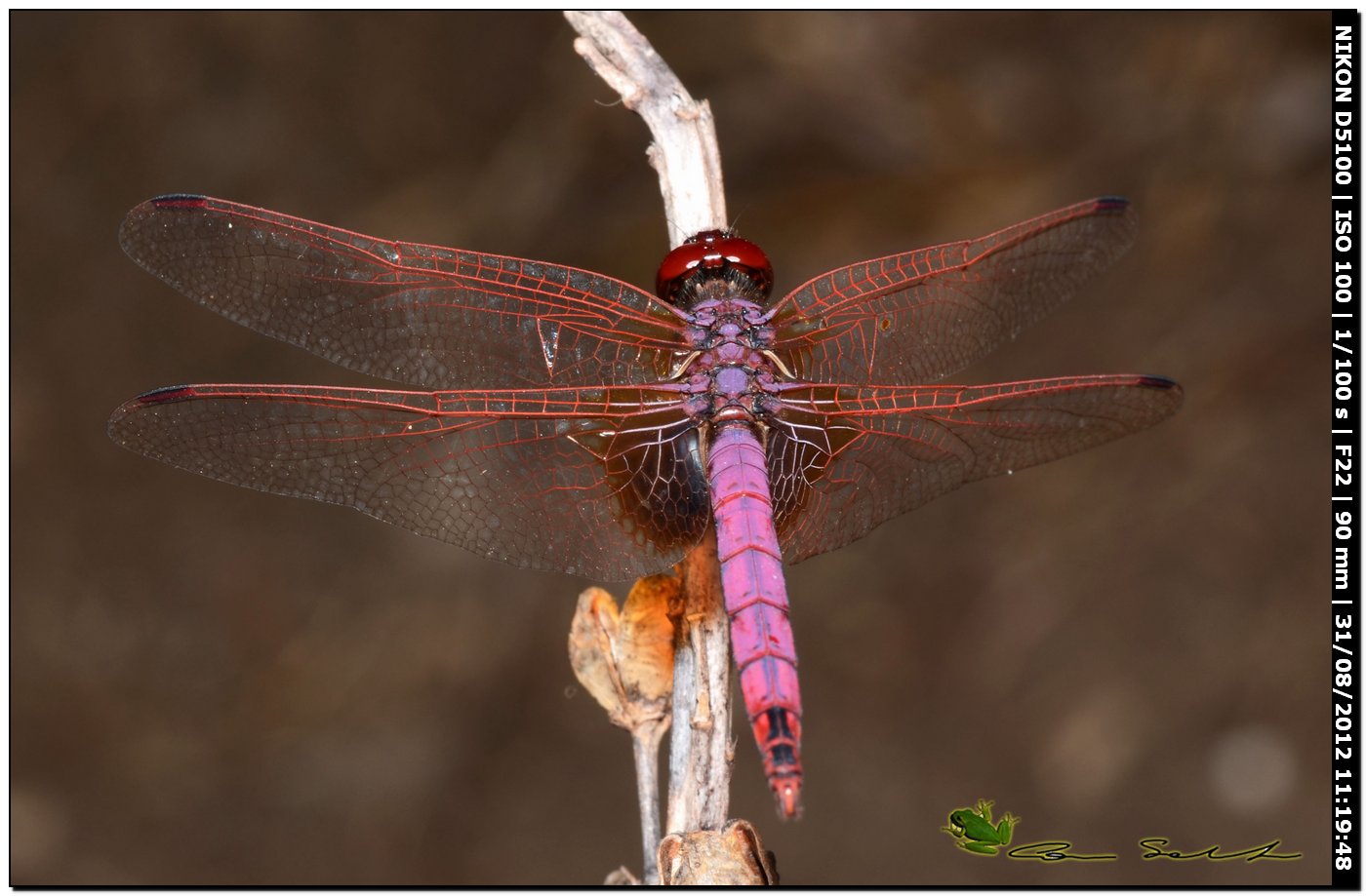 Trithemis annulata ♂