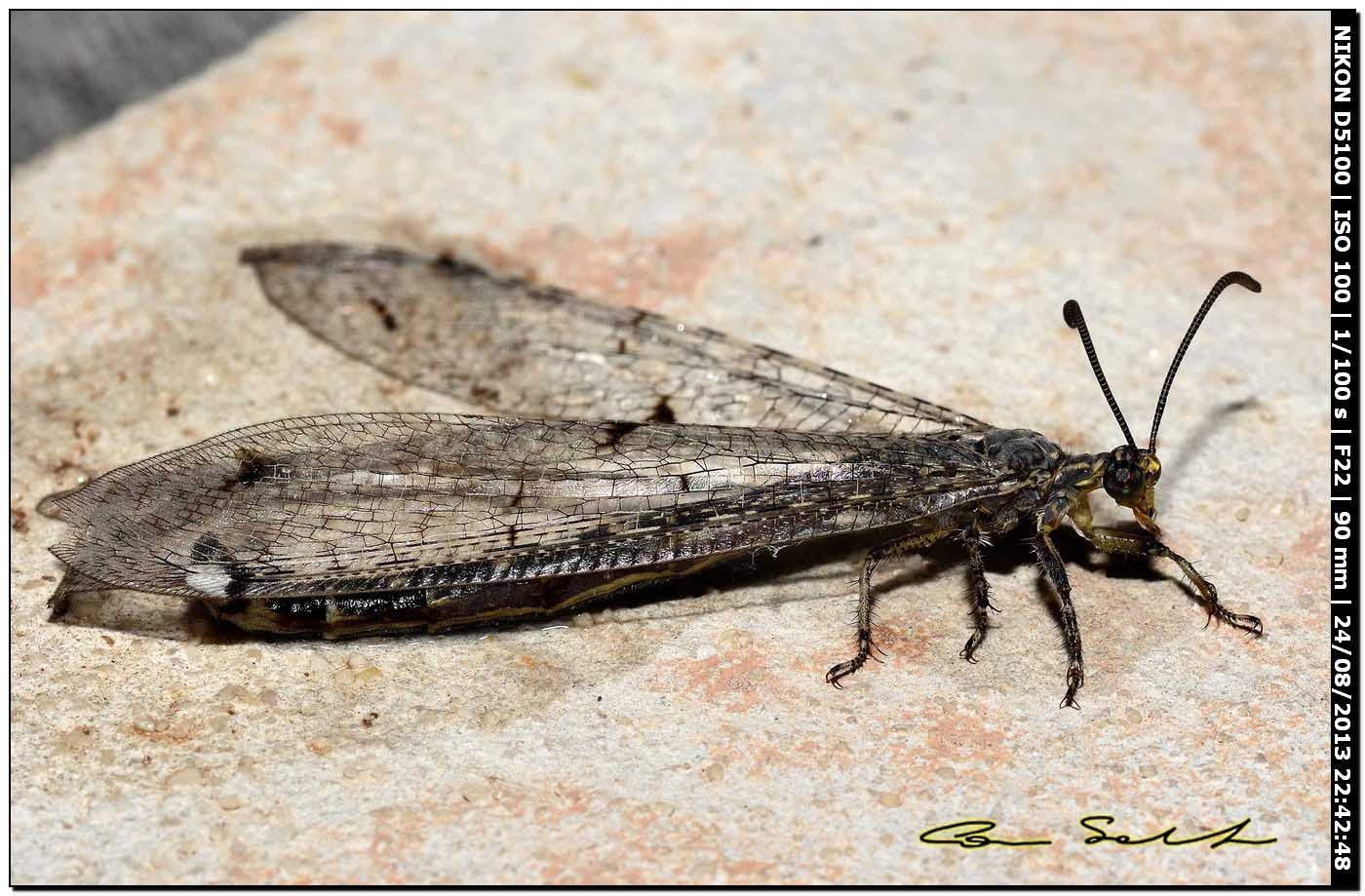 Myrmeleontidae, Distoleon tetragrammicus?