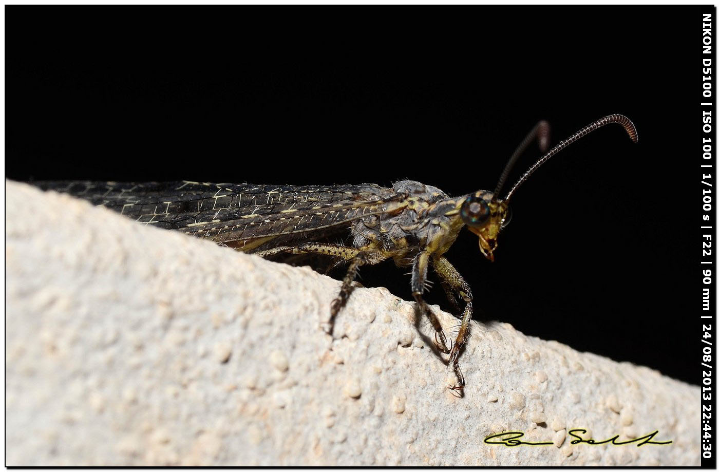 Myrmeleontidae, Distoleon tetragrammicus?
