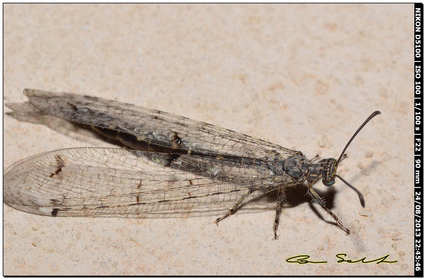 Myrmeleontidae, Distoleon tetragrammicus?