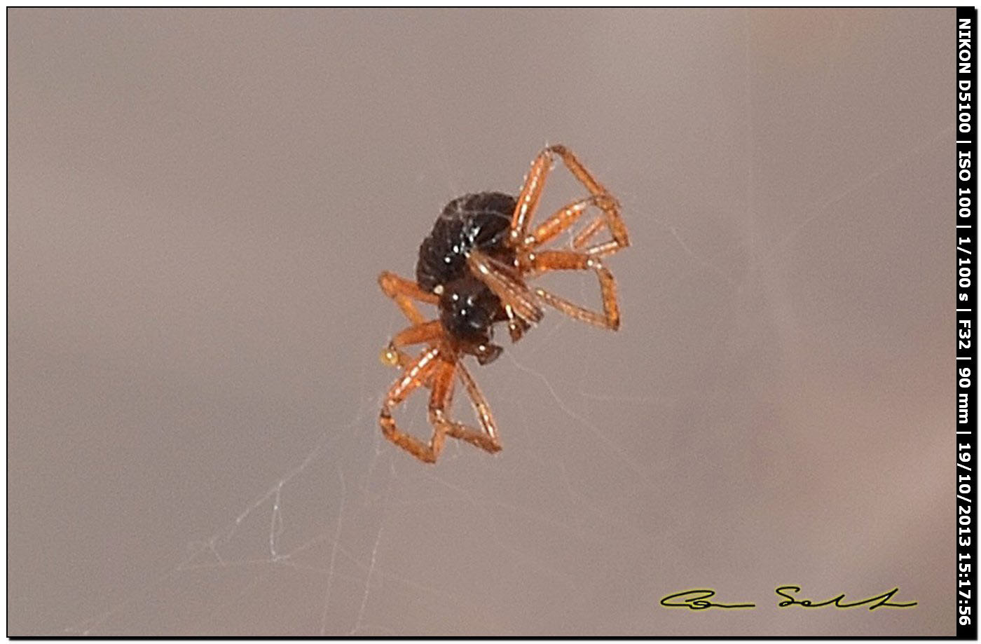 1 mm da id