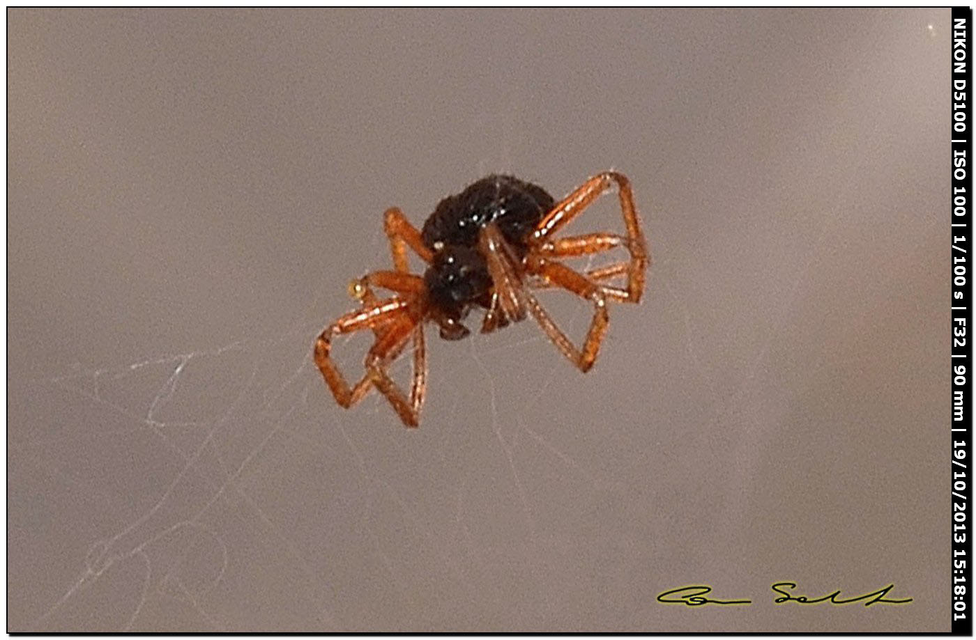 1 mm da id