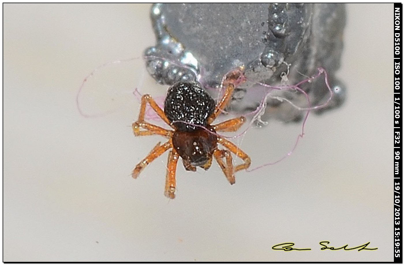 1 mm da id