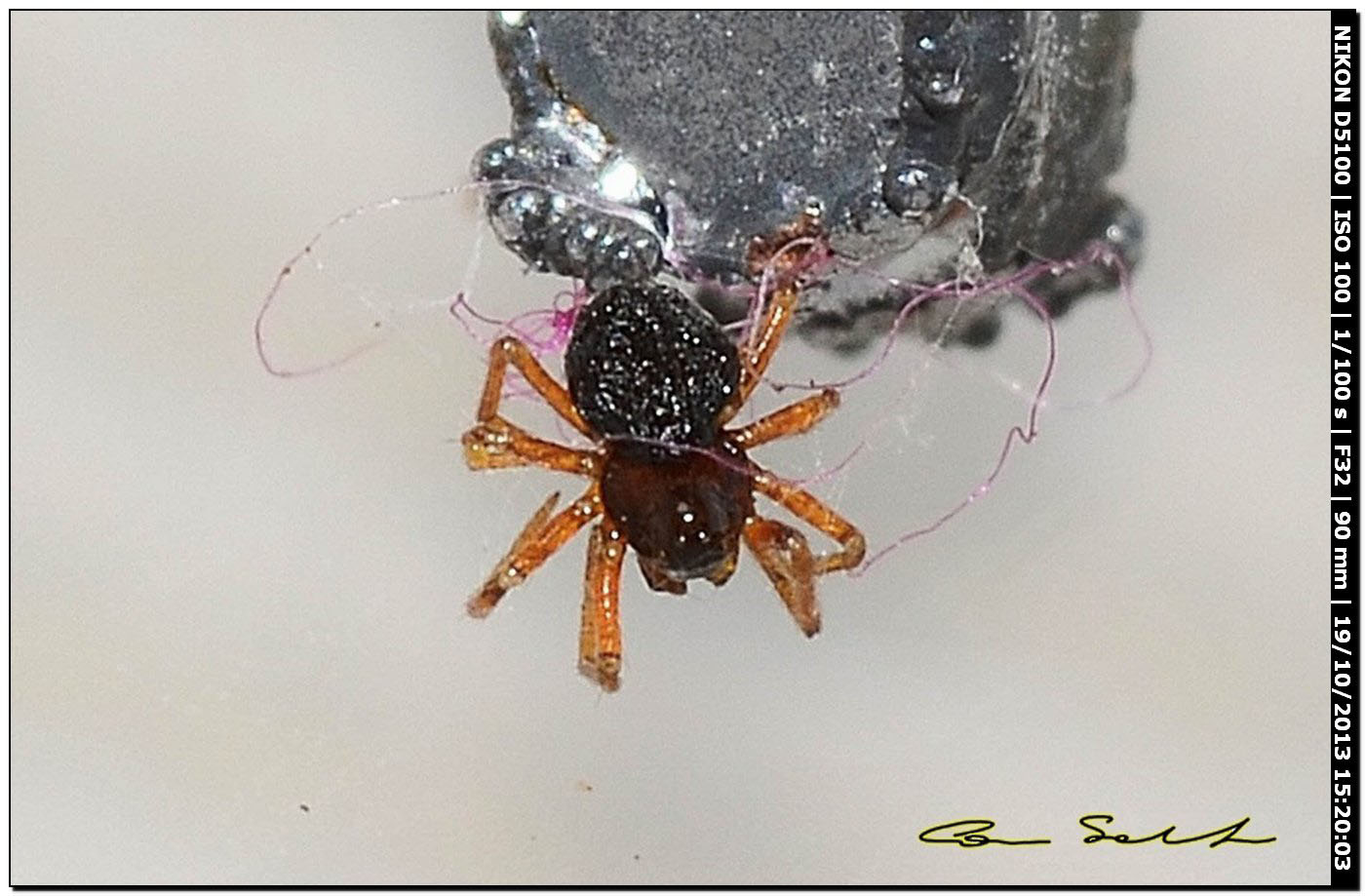 1 mm da id
