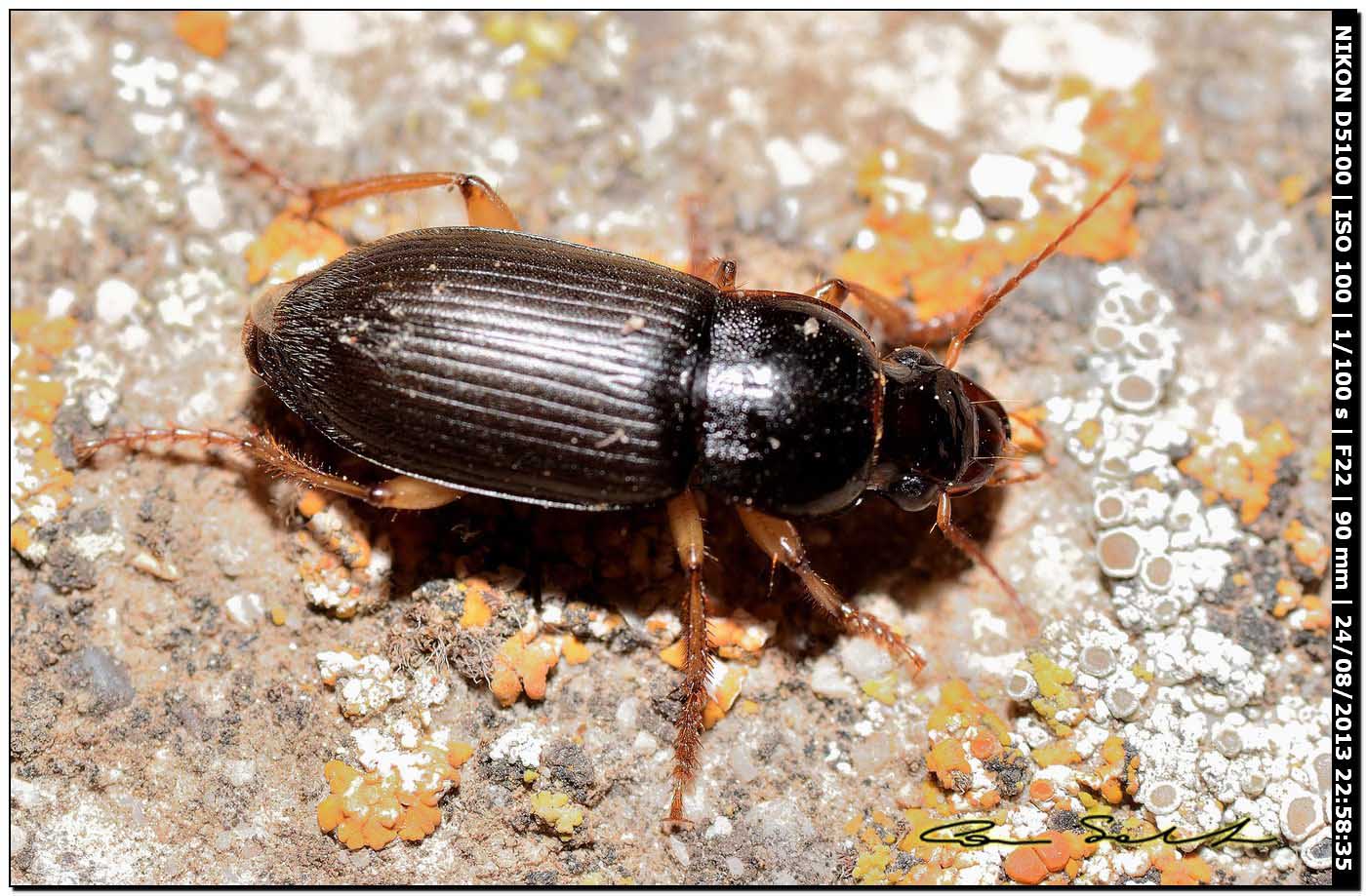 Pseudoophonus griseus