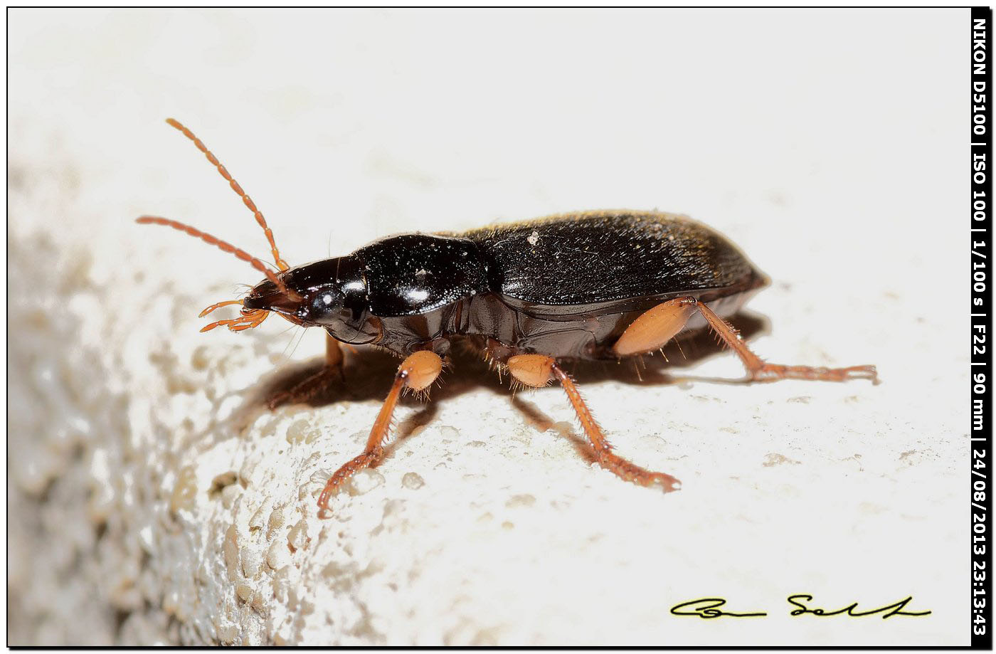 Pseudoophonus griseus