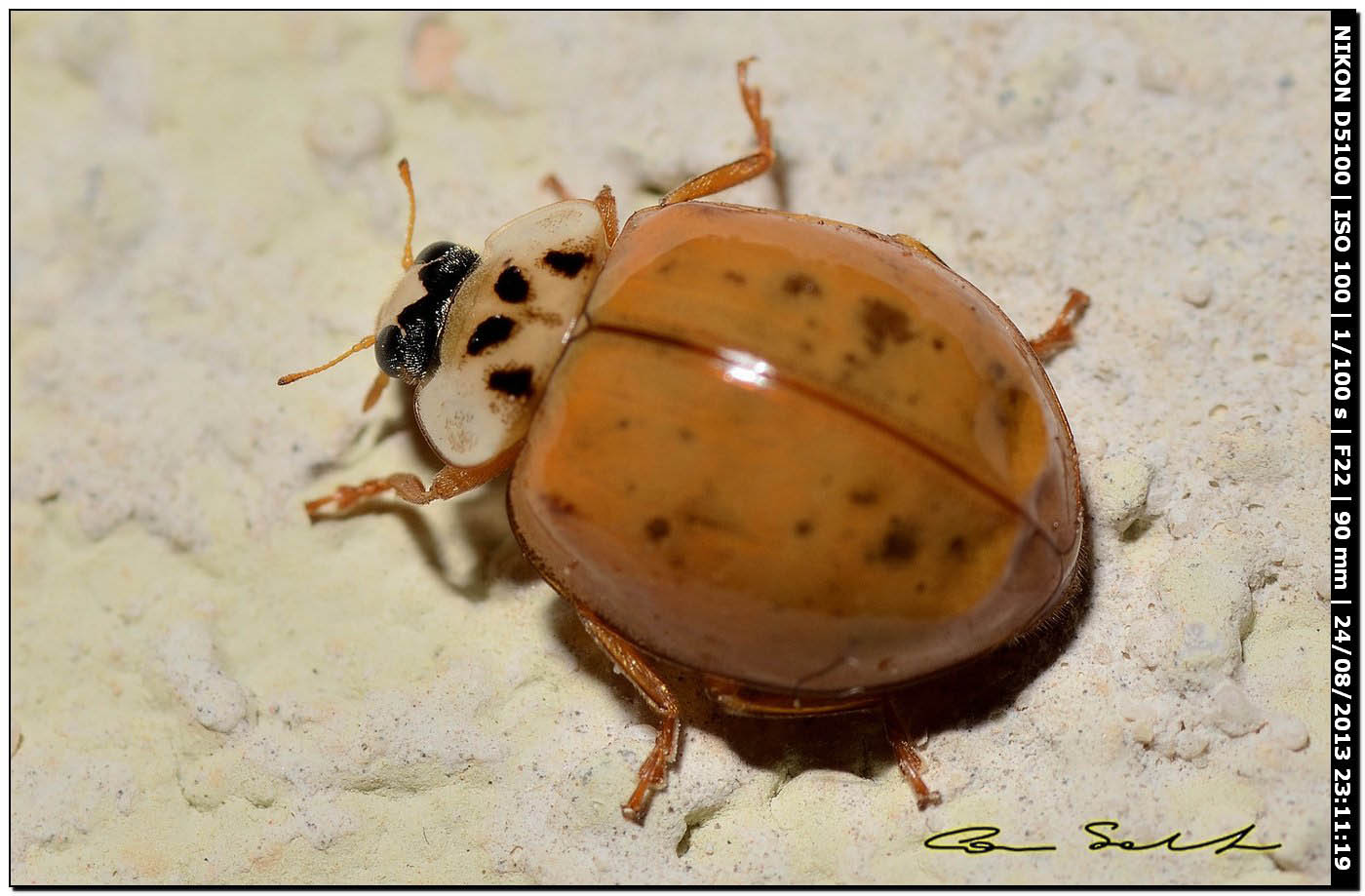 Harmonia axyridis