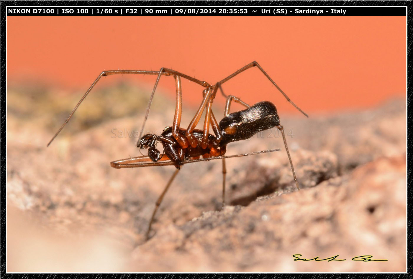 Neriene clathrata ♂ - bacino del Cuga (SS)