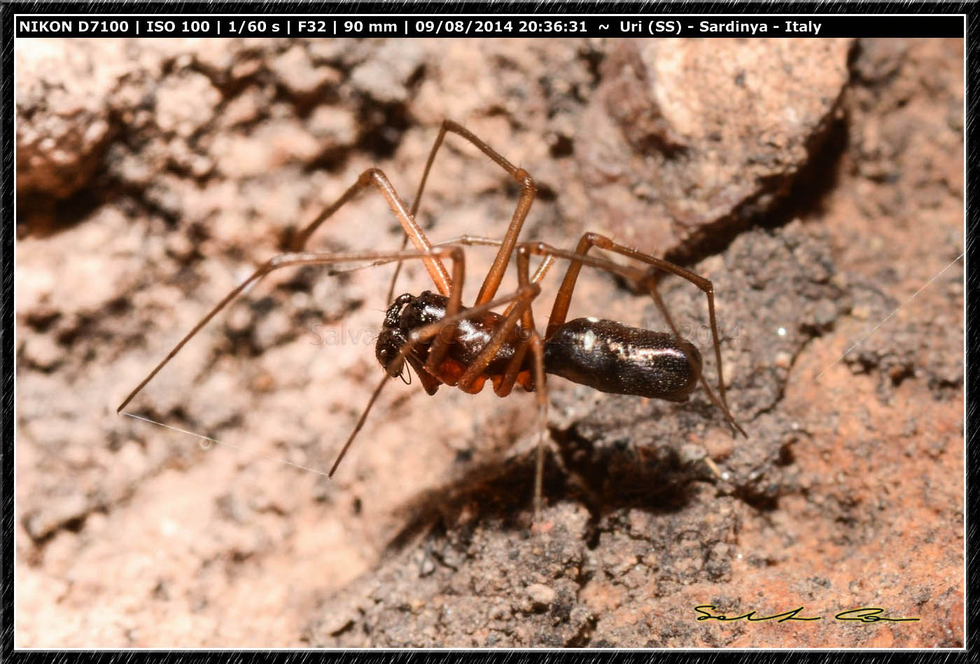 Neriene clathrata ♂ - bacino del Cuga (SS)