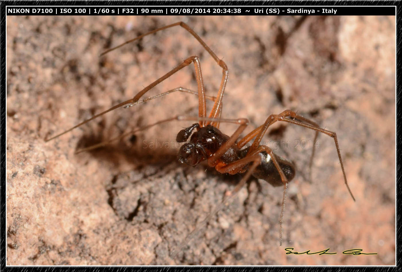 Neriene clathrata ♂ - bacino del Cuga (SS)