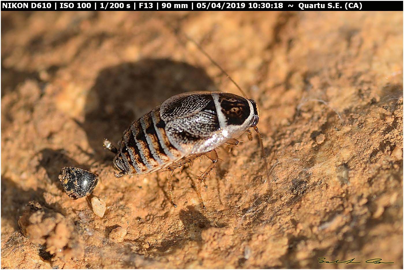 Phyllodromica sp.  da confermare