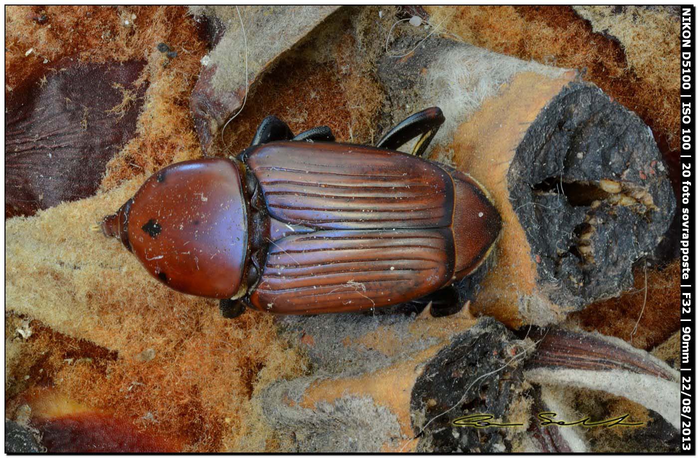 Rhynchophorus ferrugineus, esemplare morto (Olivier, 1790)