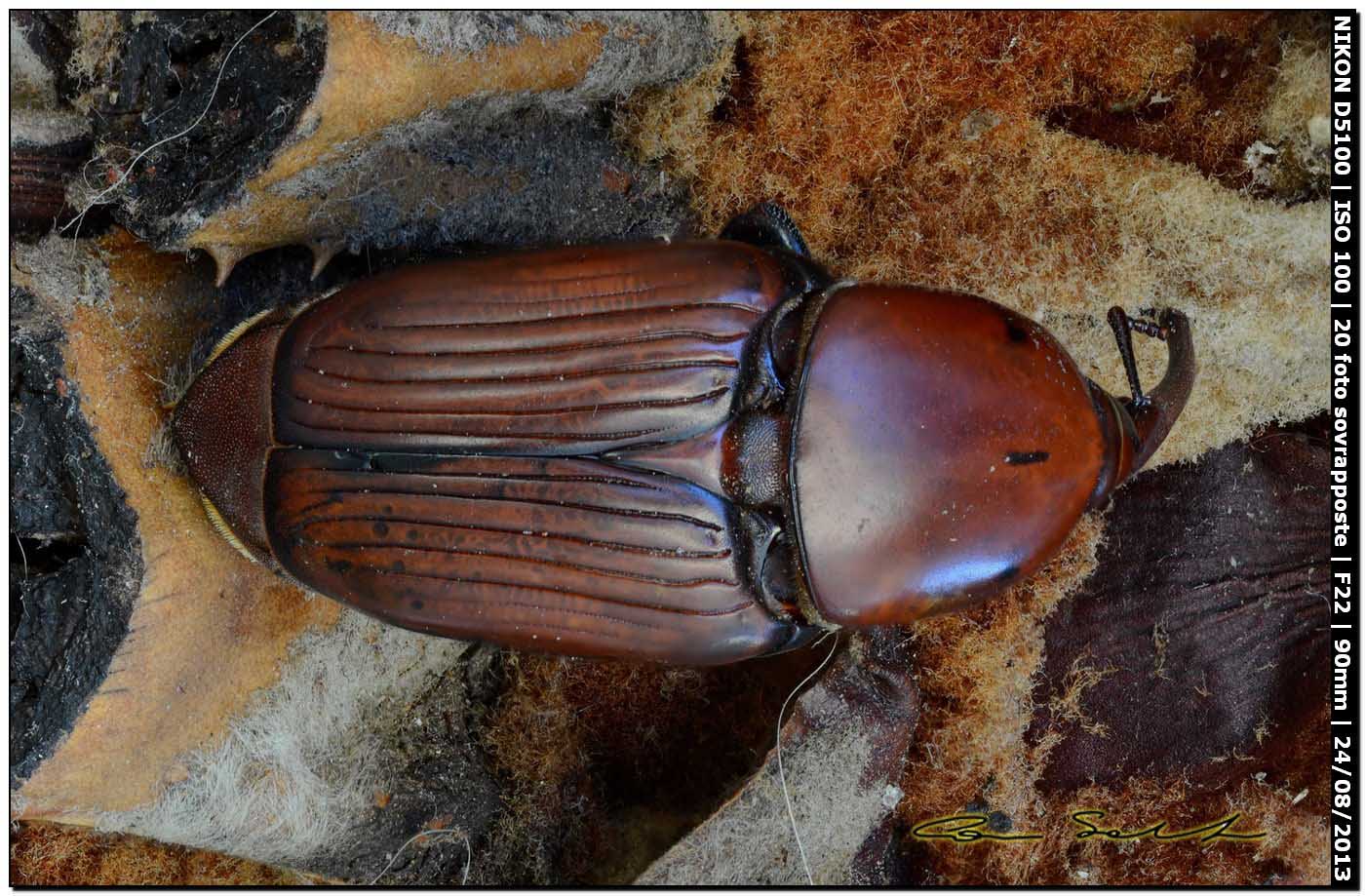 Rhynchophorus ferrugineus, esemplare morto (Olivier, 1790)