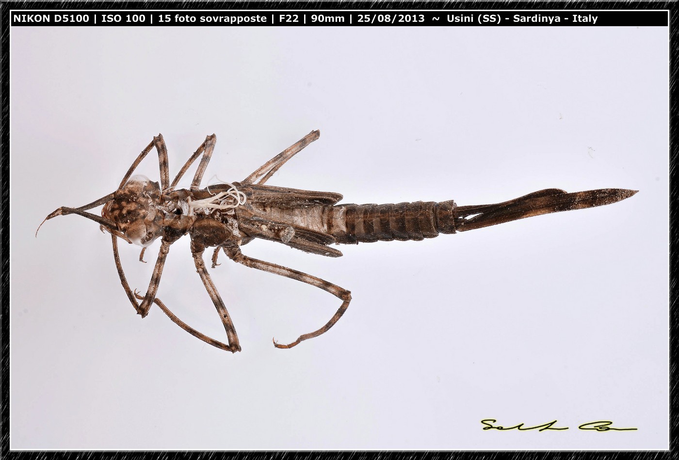 Exuvia da determinare