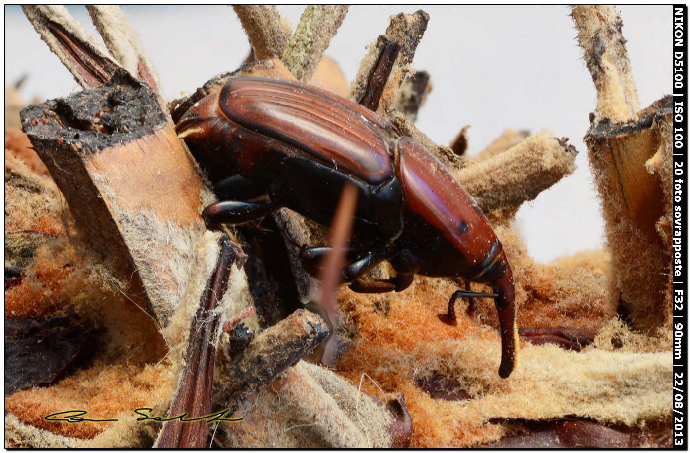 Rhynchophorus ferrugineus, esemplare morto (Olivier, 1790)