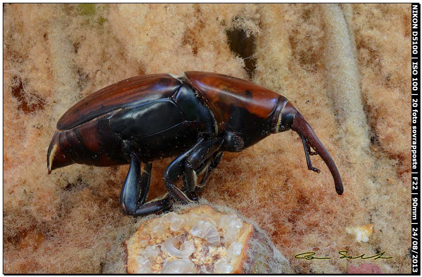 Rhynchophorus ferrugineus, esemplare morto (Olivier, 1790)