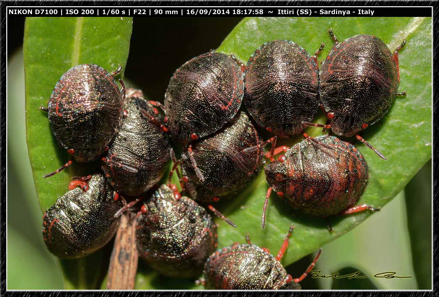 Solenosthedium bilunatum (Scutelleridae), ninfe