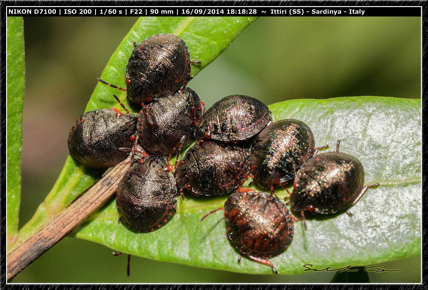 Solenosthedium bilunatum (Scutelleridae), ninfe