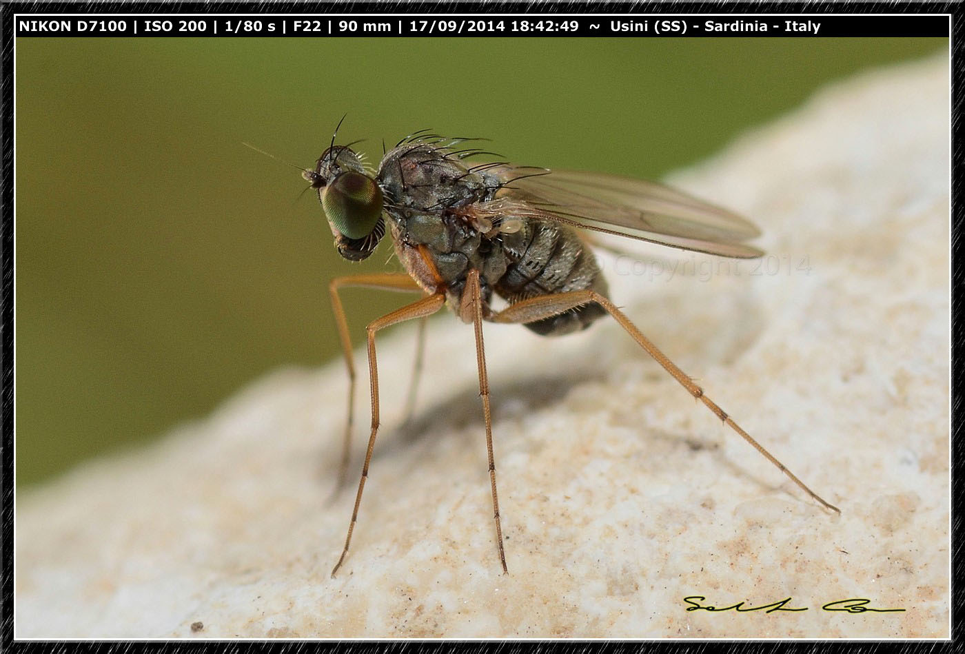 Dolichopodidae da id.