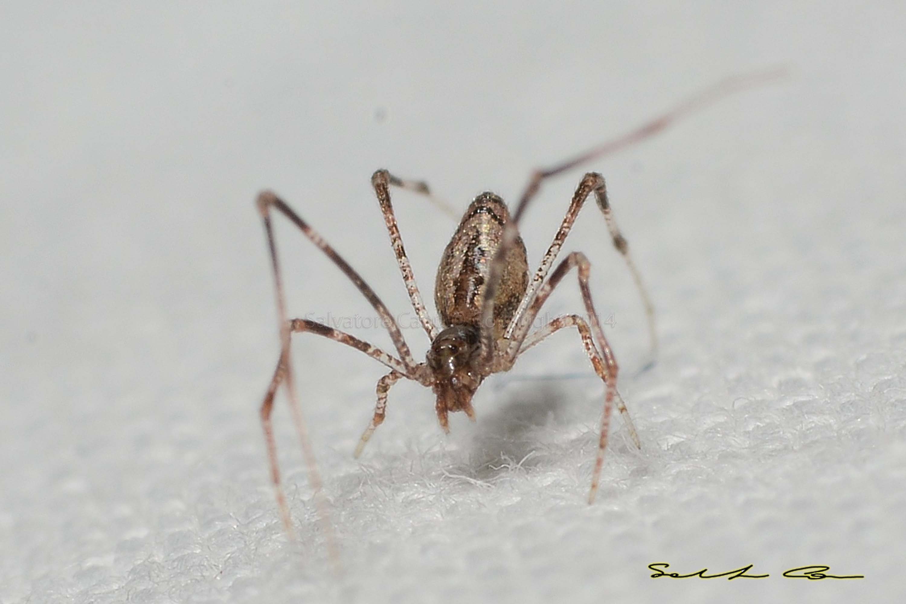 Pholcidae da id. No. Rhomphaea sp. - Usini (SS)