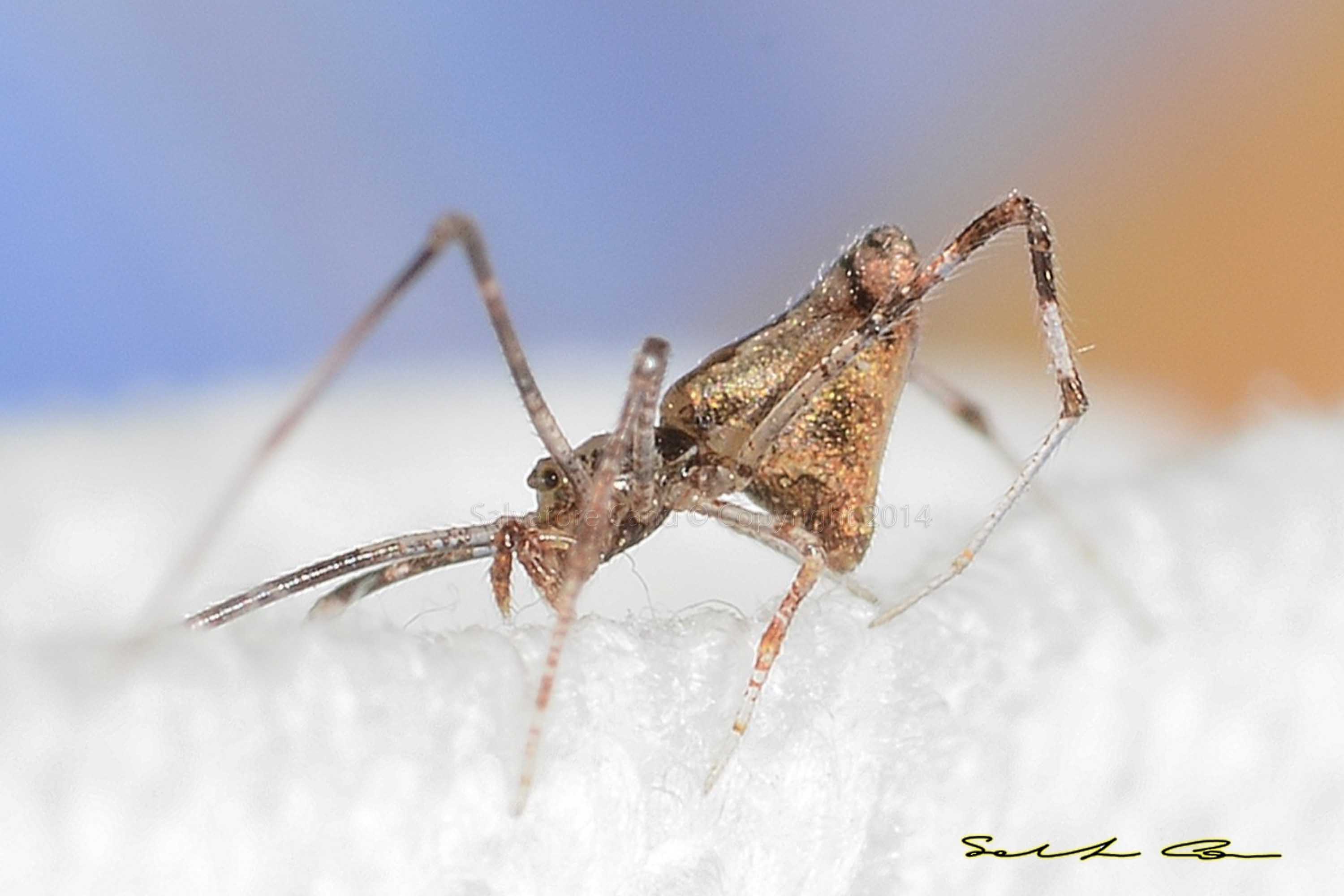 Pholcidae da id. No. Rhomphaea sp. - Usini (SS)