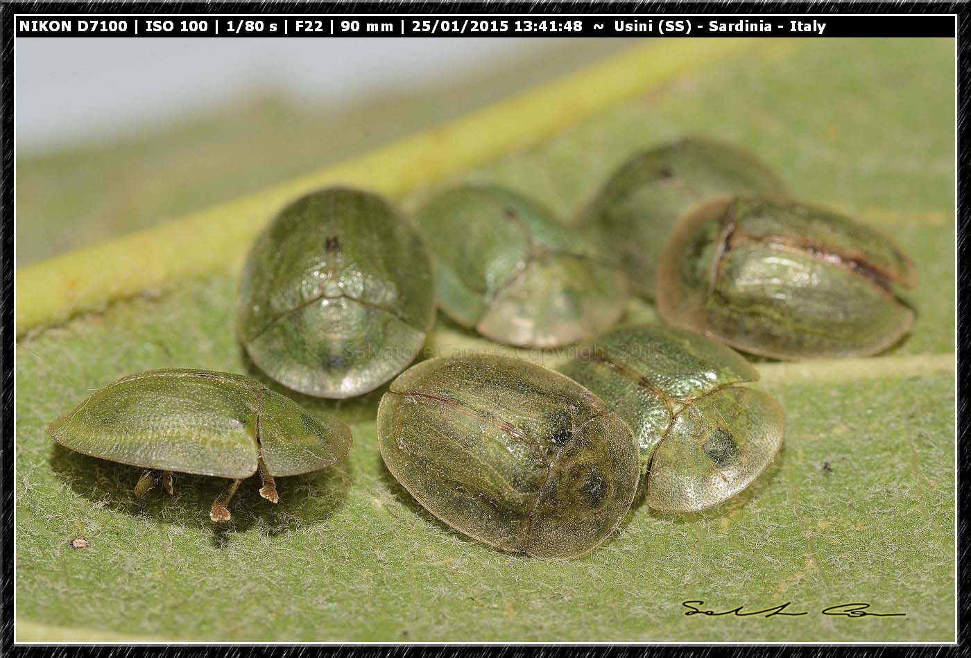 Cassida sp.