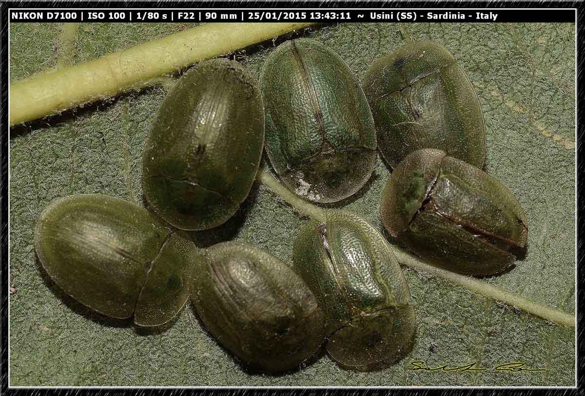 Cassida sp.