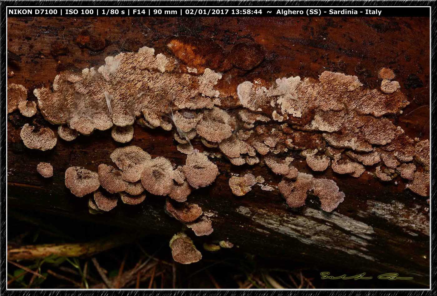 Funghi da determinare 9 (Trichaptum sp.)