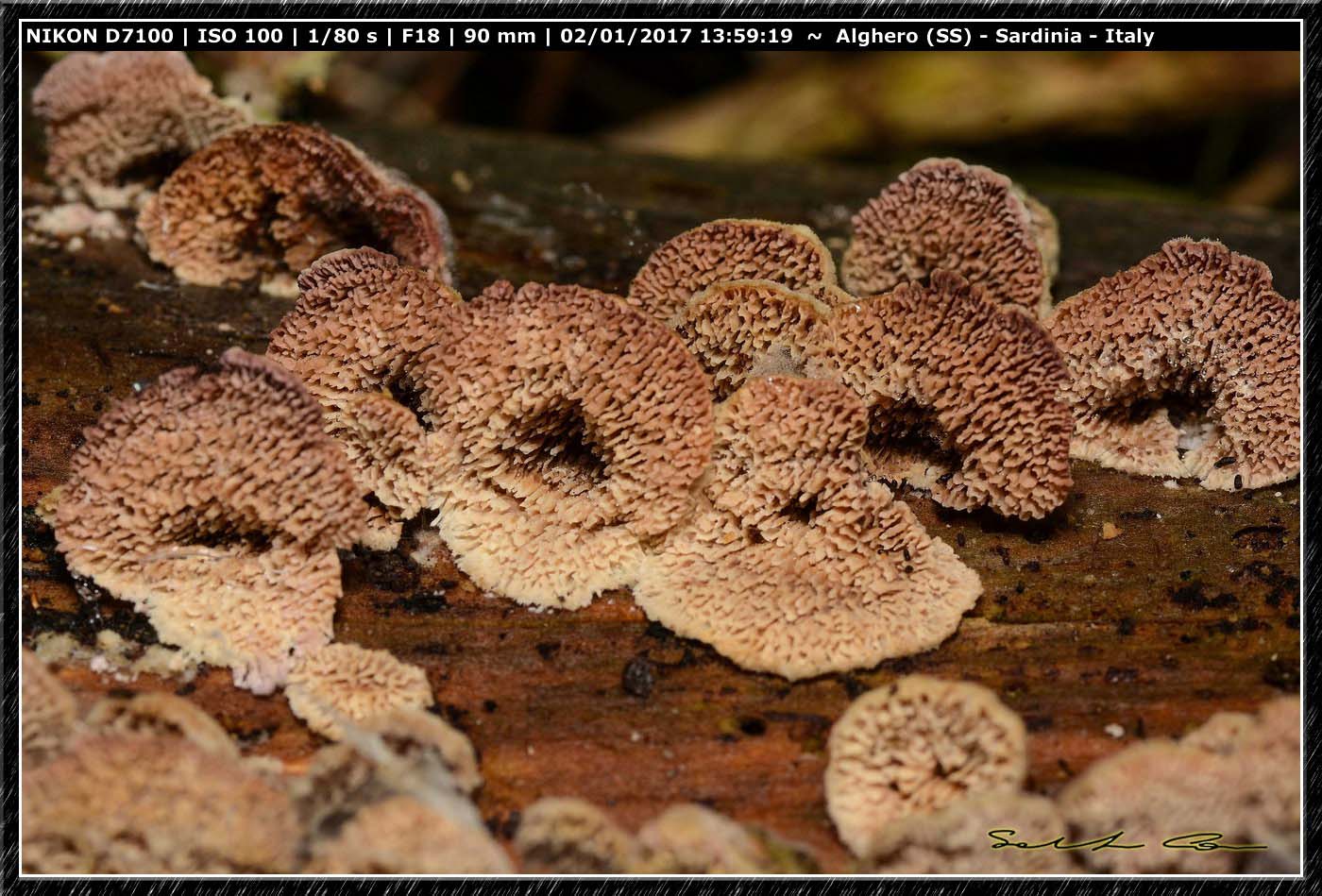 Funghi da determinare 9 (Trichaptum sp.)