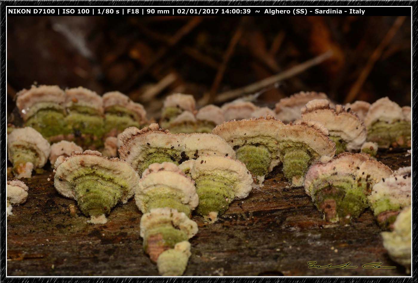 Funghi da determinare 9 (Trichaptum sp.)