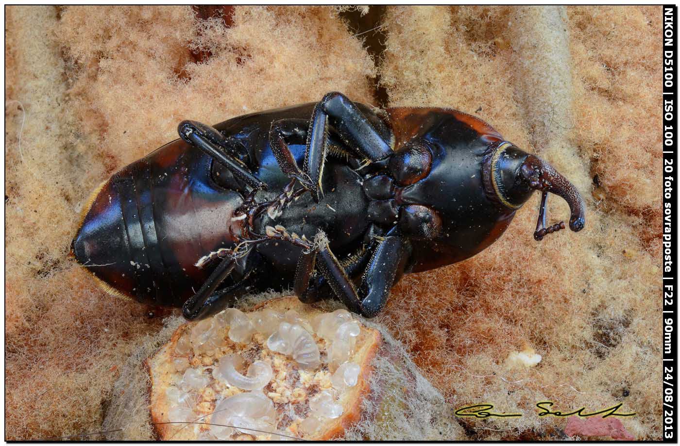 Rhynchophorus ferrugineus, esemplare morto (Olivier, 1790)