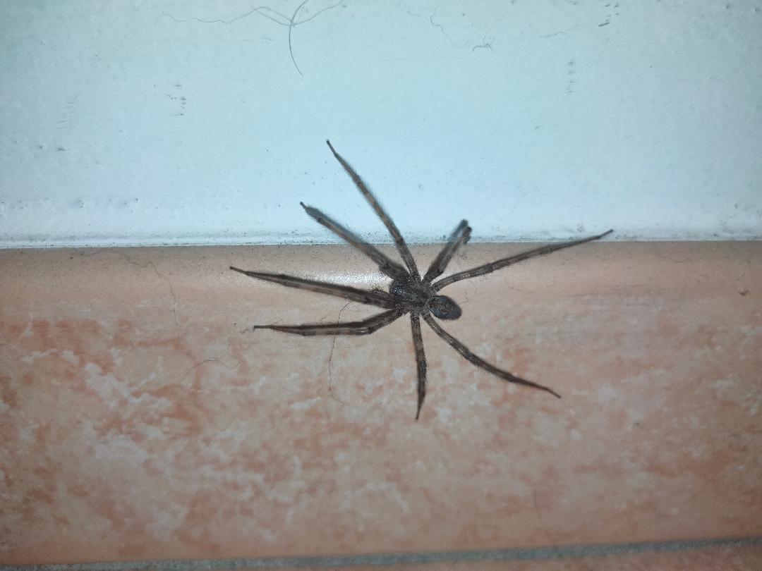 Mi aiutate a identificare questo ragno?  Tegenaria parietina