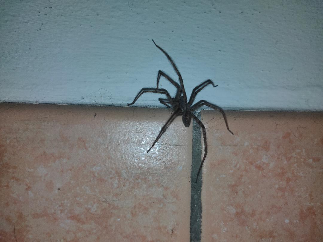 Mi aiutate a identificare questo ragno?  Tegenaria parietina