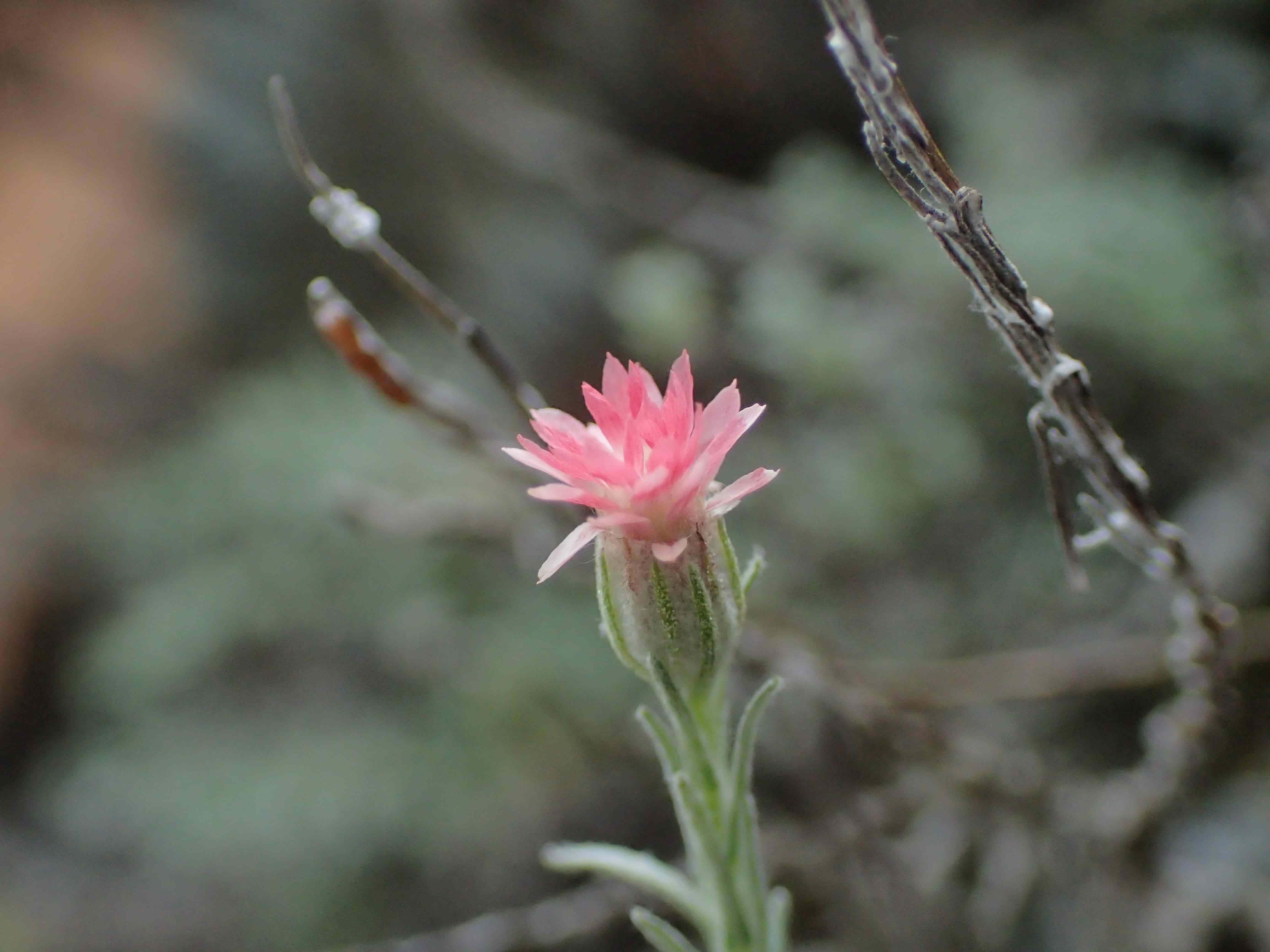 Elicriso del monte Linas color rosa