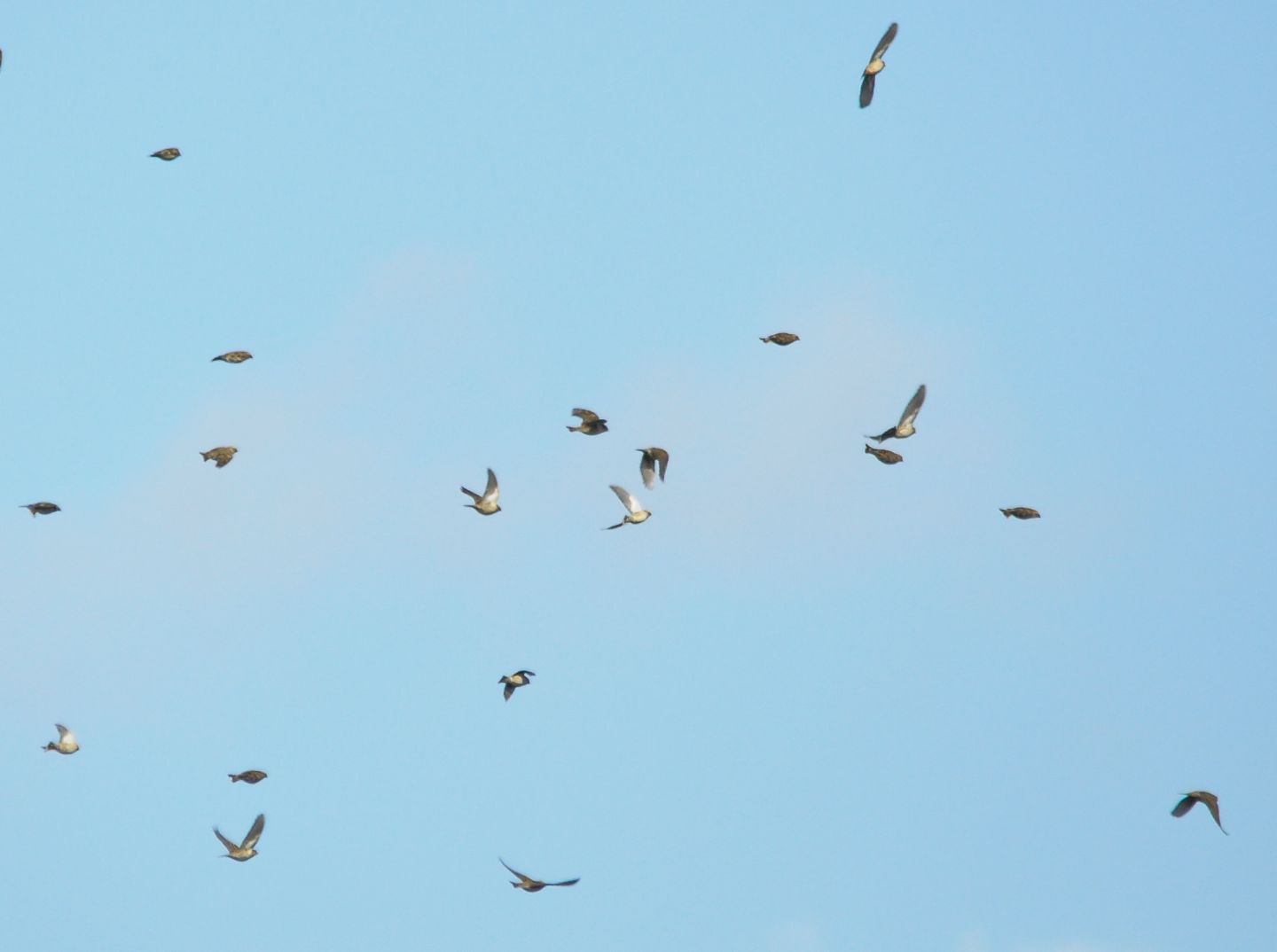 Riconoscimento uccelli in volo