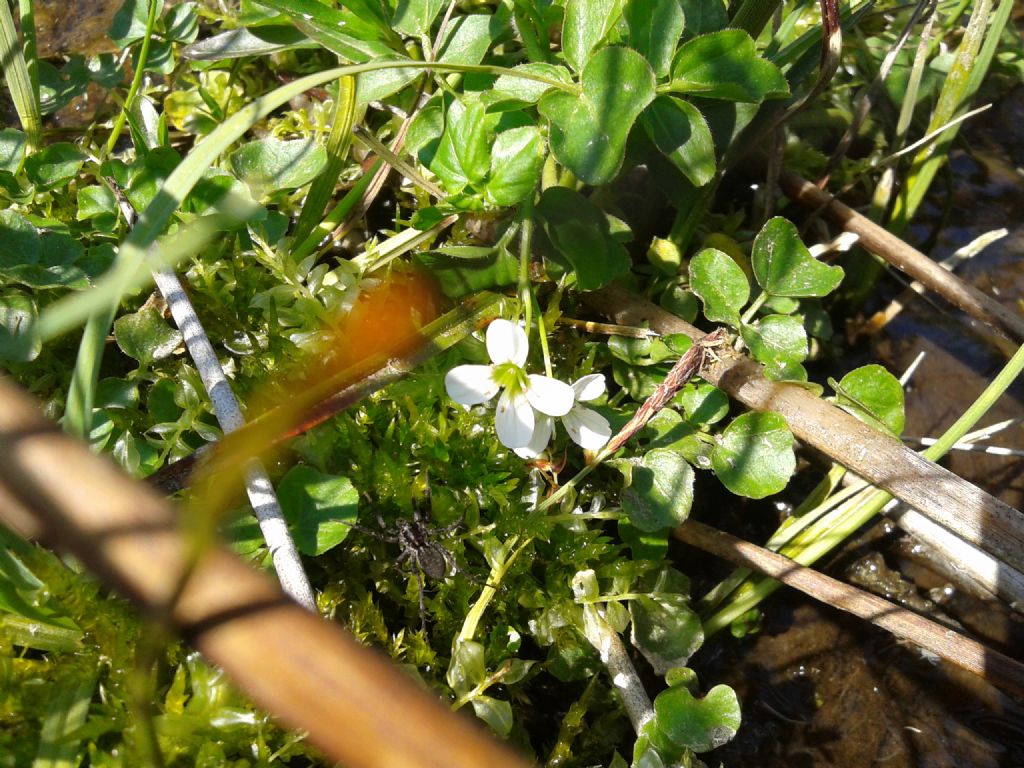 Nasturtium officinale