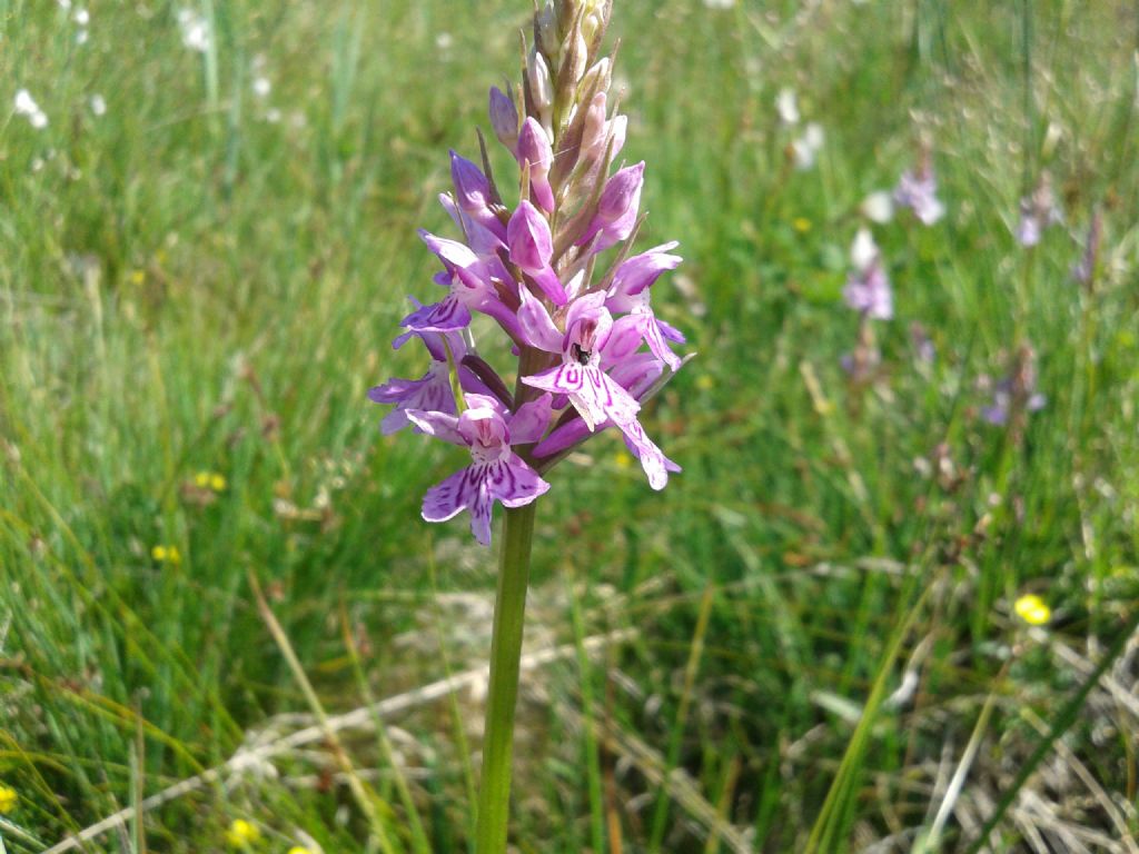 Dactylorhiza maculata subsp. fuchsii