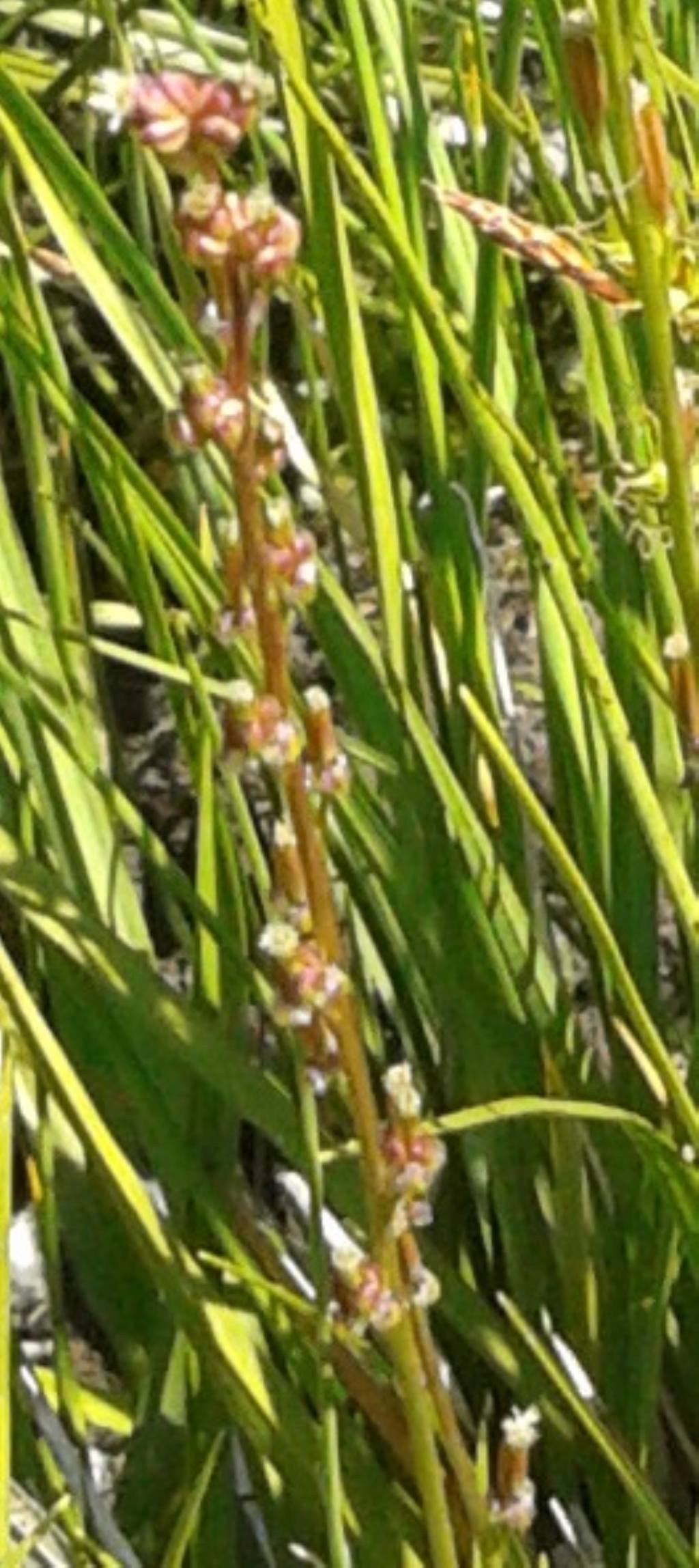 Cyperaceae: Carex sp.