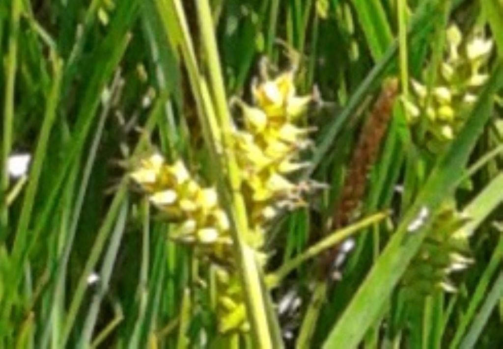 Cyperaceae: Carex sp.
