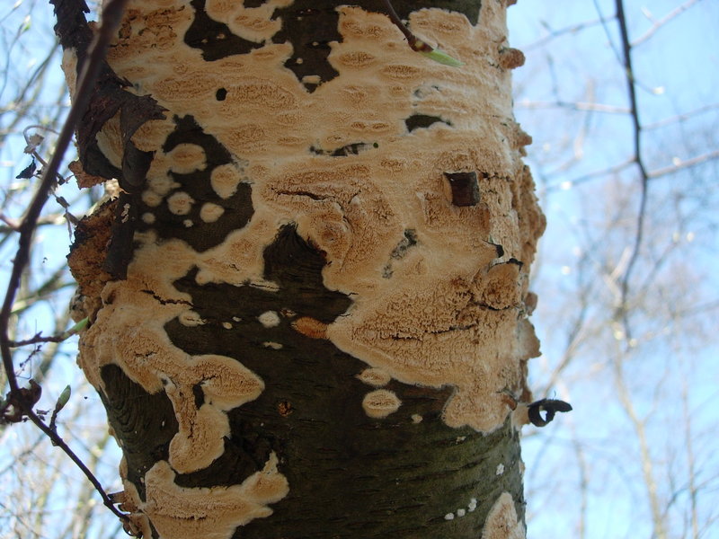 Schizopora flavipora ?