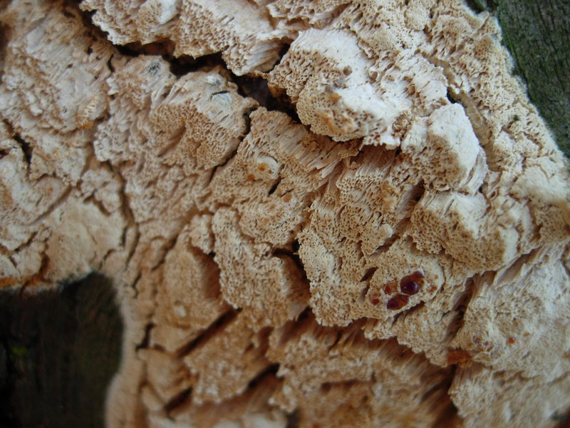 Schizopora flavipora ?