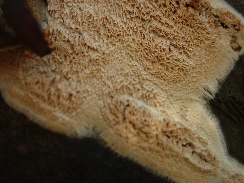 Schizopora flavipora ?