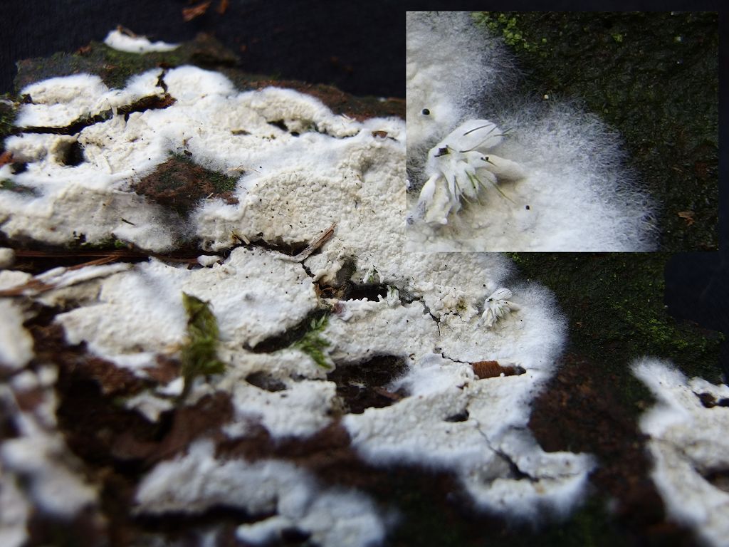 Crosta Bianca, forse Athelia?